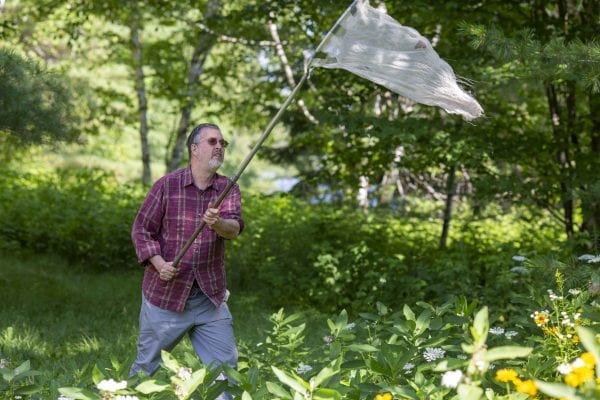 Dan Jenkins catches a monarch butterfly in his net. Photo by Mike Lynch
