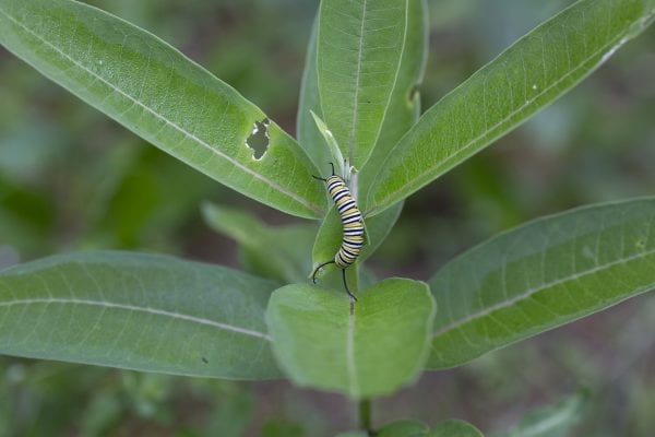 A monarch caterpillar feeds on milkweed. Photo by Mike Lynch