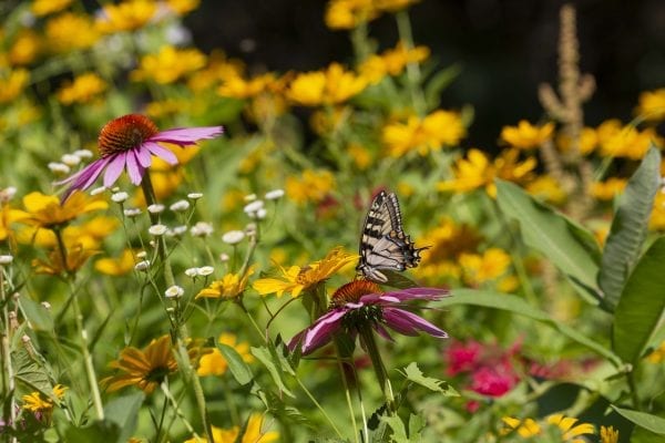 A swallowtail butterfly on a coneflower. Photo by Mike Lynch