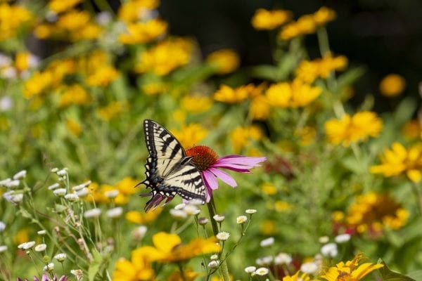 A swallowtail butterfly on a coneflower. Photo by Mike Lynch