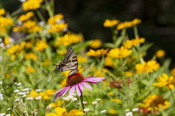A swallowtail butterfly on a coneflower. Photo by Mike Lynch