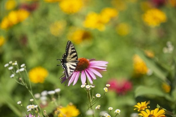 A swallowtail butterfly on a coneflower. Photo by Mike Lynch