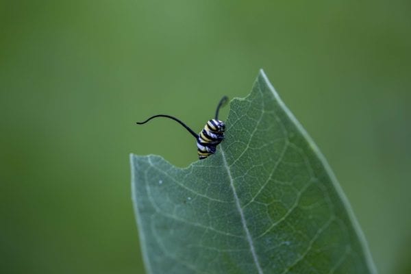 A monarch caterpillar feeds on milkweed. Photo by Mike Lynch