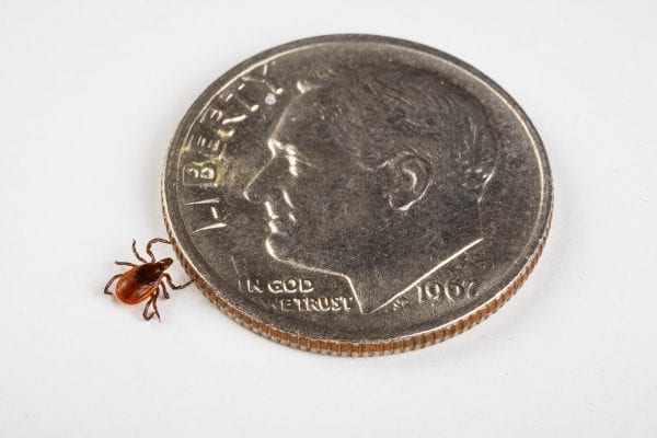 A dime shows the scale of a much smaller tick.