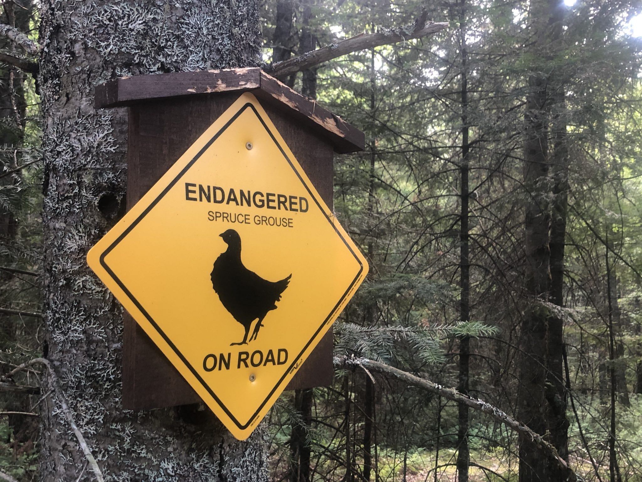 Warning Endangered Spruce Grouse On Road Adirondack Explorer