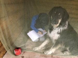 dog in a mosquito net