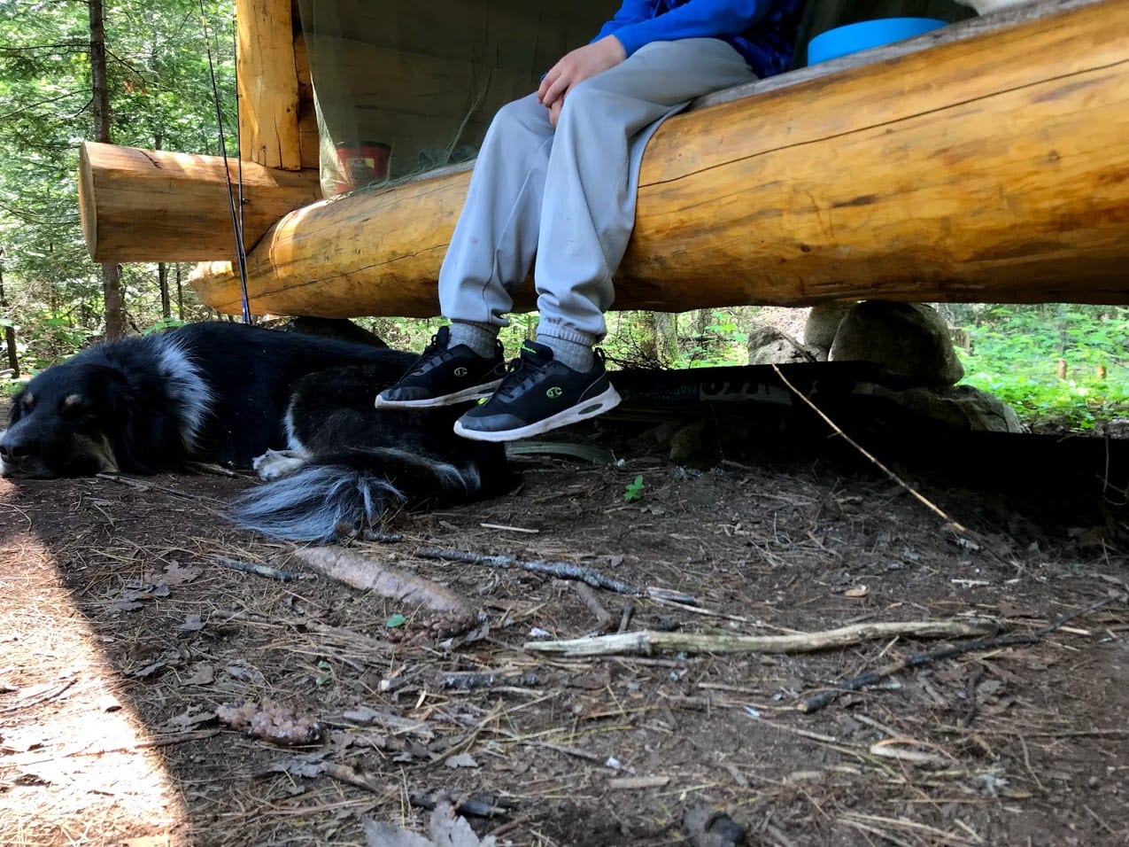 dog under lean-to