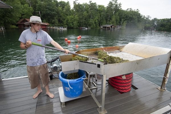 milfoil