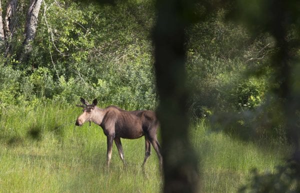 A moose feeds in a wetland along the Saranac River during the early evening. Photo by Mike Lynch
