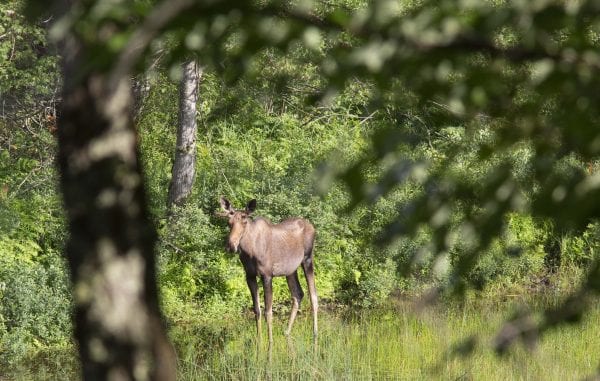 A moose hangs out near the Saranac River in July. Photo by Mike Lynch
