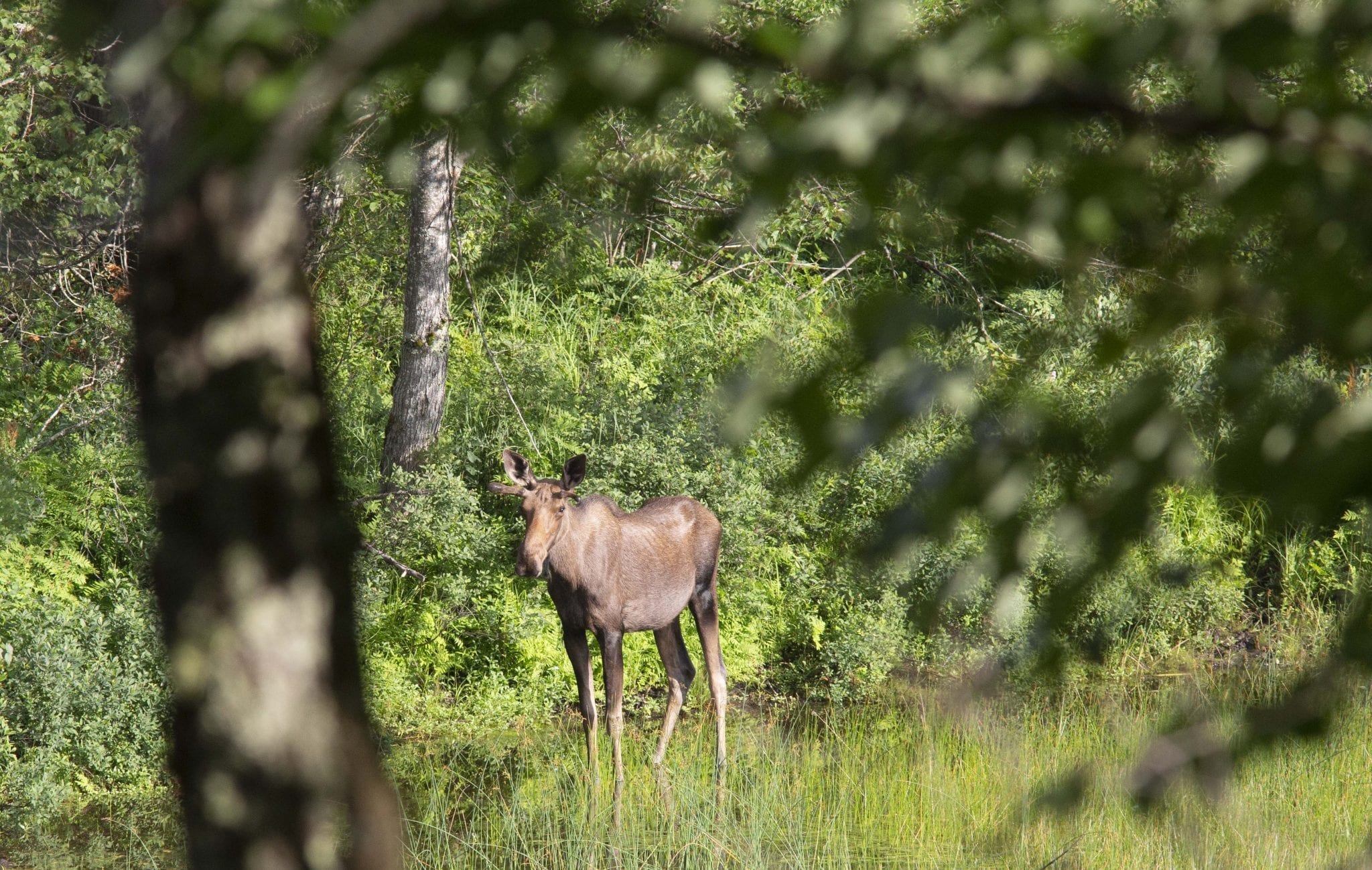 A moose hangs out near the Saranac River in July 2019.