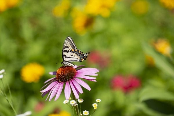 A swallowtail butterfly on a coneflower. Photo by Mike Lynch