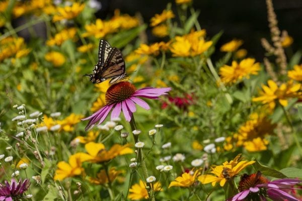 A swallowtail butterfly on a coneflower. Photo by Mike Lynch