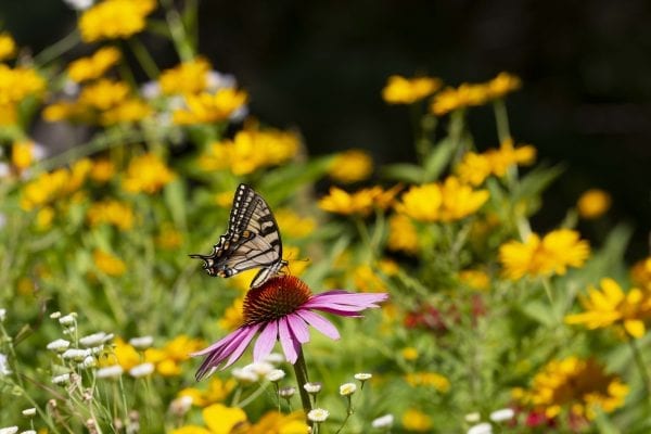 A swallowtail butterfly on a coneflower. Photo by Mike Lynch