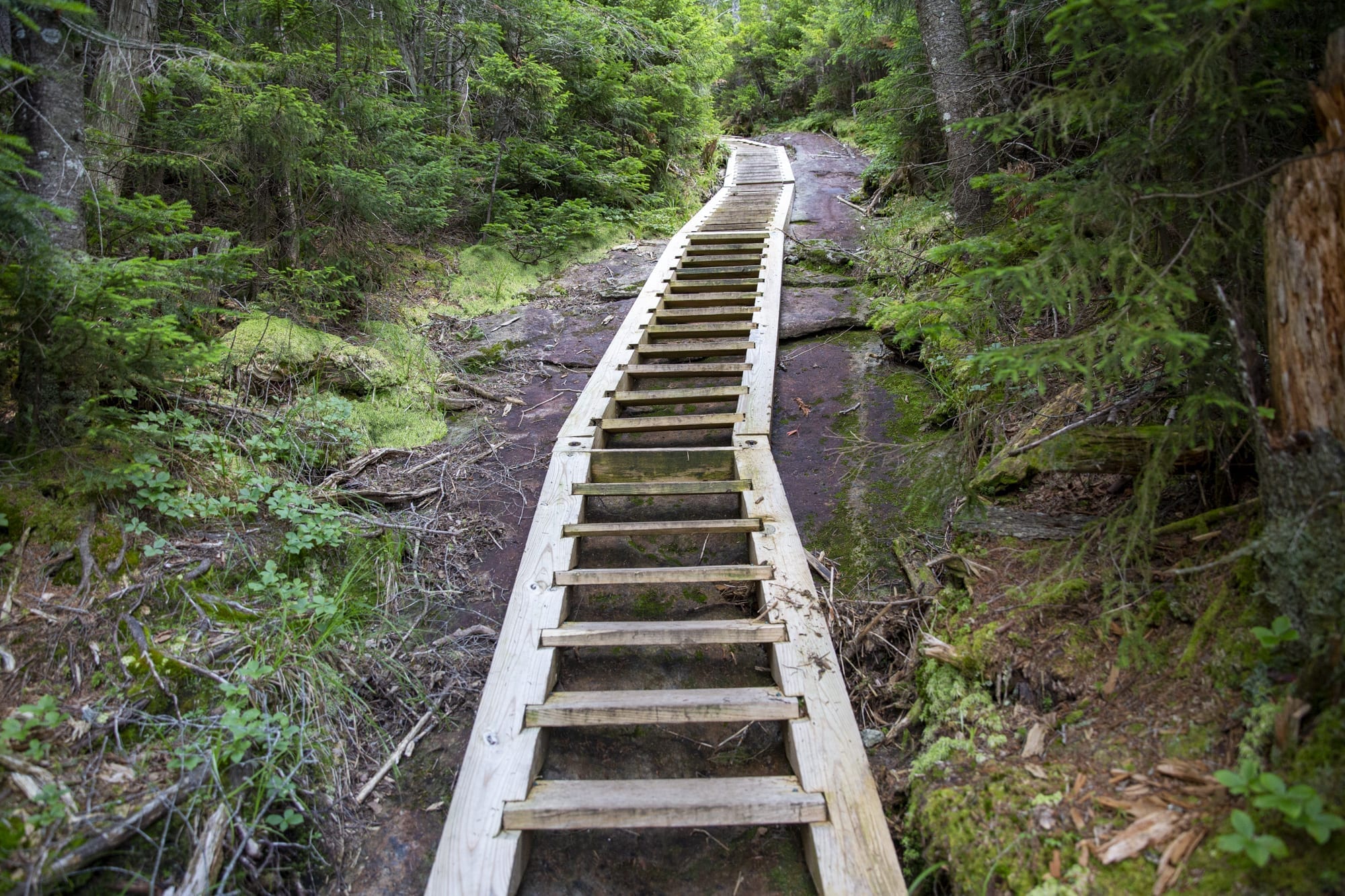 trail work