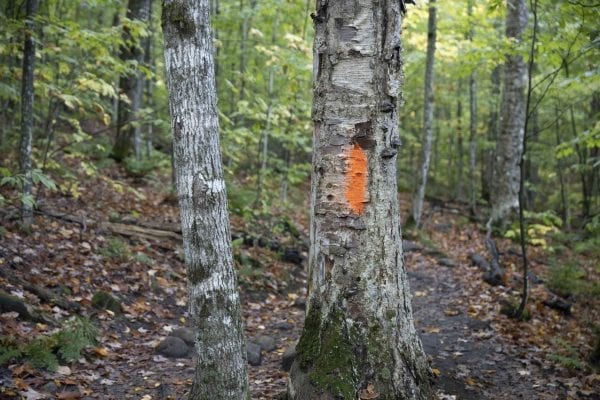 DEC is looking for information related to these orange paint blazes that recently showed up on the Cascade Mountain trail. Photo by Mike Lynch