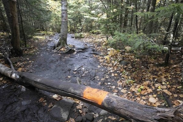 DEC is looking for information related to these orange paint blazes that recently showed up on the Cascade Mountain trail. Photo by Mike Lynch