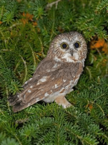 sightings of stinging owls for the bird atlas
