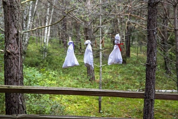 Eric Lind, director of community services and restoration for the New York state chapter of the Audobon Society, led a bird banding demonstration at The Wild Center in mid-August. Birds that were caught in nets were held in bags prior to their being banded. Photo by Mike Lynch