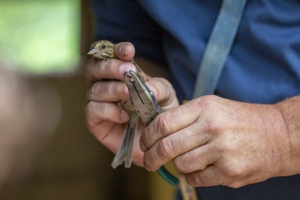 Eric Lind, director of community services and restoration for the New York state chapter of the Audobon Society, led a bird banding demonstration at The Wild Center in mid-August. Here, he gets ready to band a bird. Photo by Mike Lynch