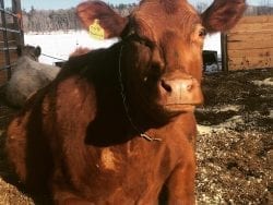 North Country cow