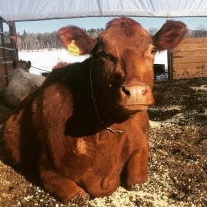 North Country cow