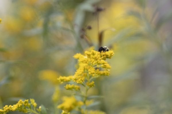 A bee on golden rod on property owned by Bruce Cushing, who is managing his woodlot for commercial timber but is keeping wildlife in mind as he does it. Photo by Mike Lynch