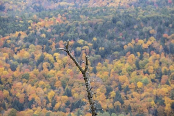 Fall foliage as seen from Anthony's Nose. Photo by Mike Lynch