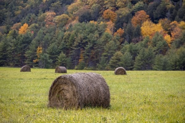 Hay bales in a field in Washington County on the eastern side of Lake George. Photo by Mike Lynch