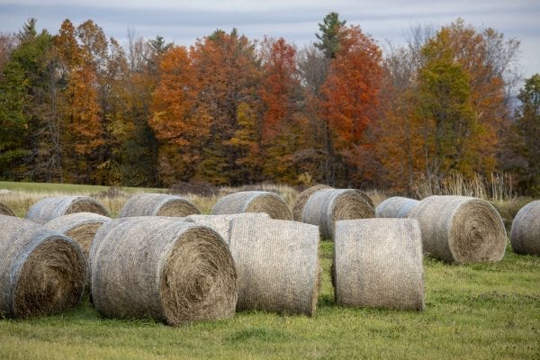 Hay bales in a field in Washington County on the eastern side of Lake George. Photo by Mike Lynch