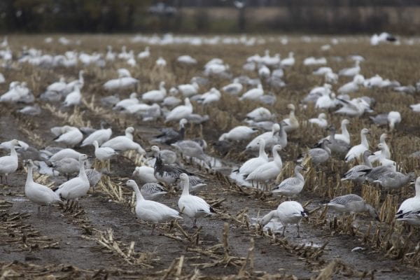 Snow geese gather in a corn field near Lake Champlain north of Plattsburgh. Photo by Mike Lynch