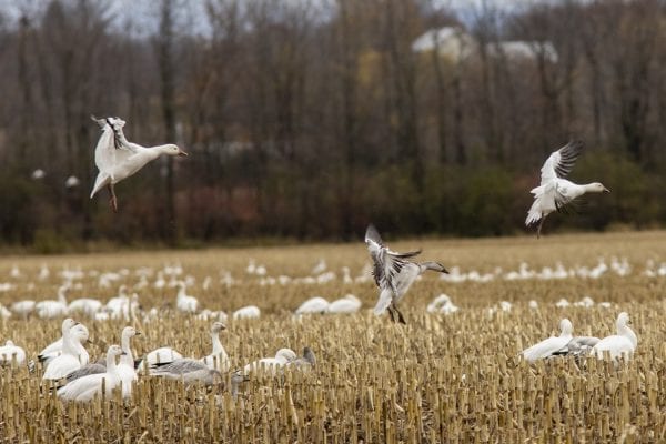 Snow geese gather in a corn field near Lake Champlain north of Plattsburgh. Photo by Mike Lynch