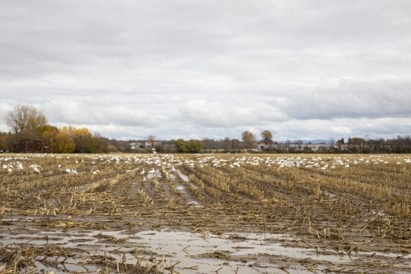 Snow geese gather in a corn field near Lake Champlain north of Plattsburgh. Photo by Mike Lynch