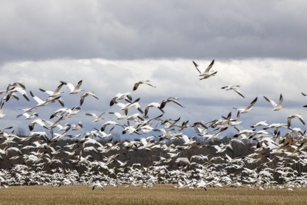 Snow geese visit Lake Champlain region