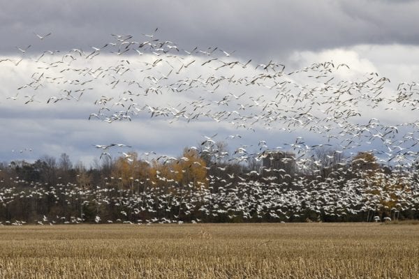 Snow geese fly above a corn field near Lake Champlain north of Plattsburgh in October. Photo by Mike Lynch