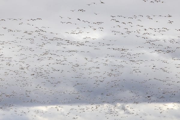 Snow geese fly above a corn field near Lake Champlain north of Plattsburgh. Photo by Mike Lynch