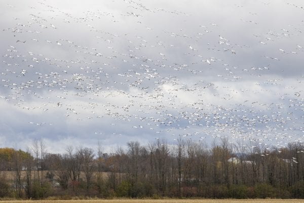 Snow geese fly above a corn field near Lake Champlain north of Plattsburgh. Photo by Mike Lynch