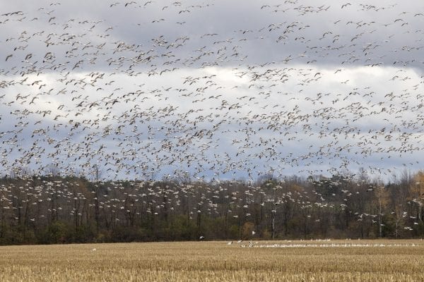 Snow geese fly above a corn field near Lake Champlain north of Plattsburgh. Photo by Mike Lynch