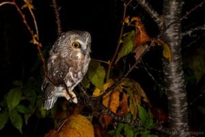 Northern Saw-whet owl from banding session Oct. 8. Photo by Larry Master