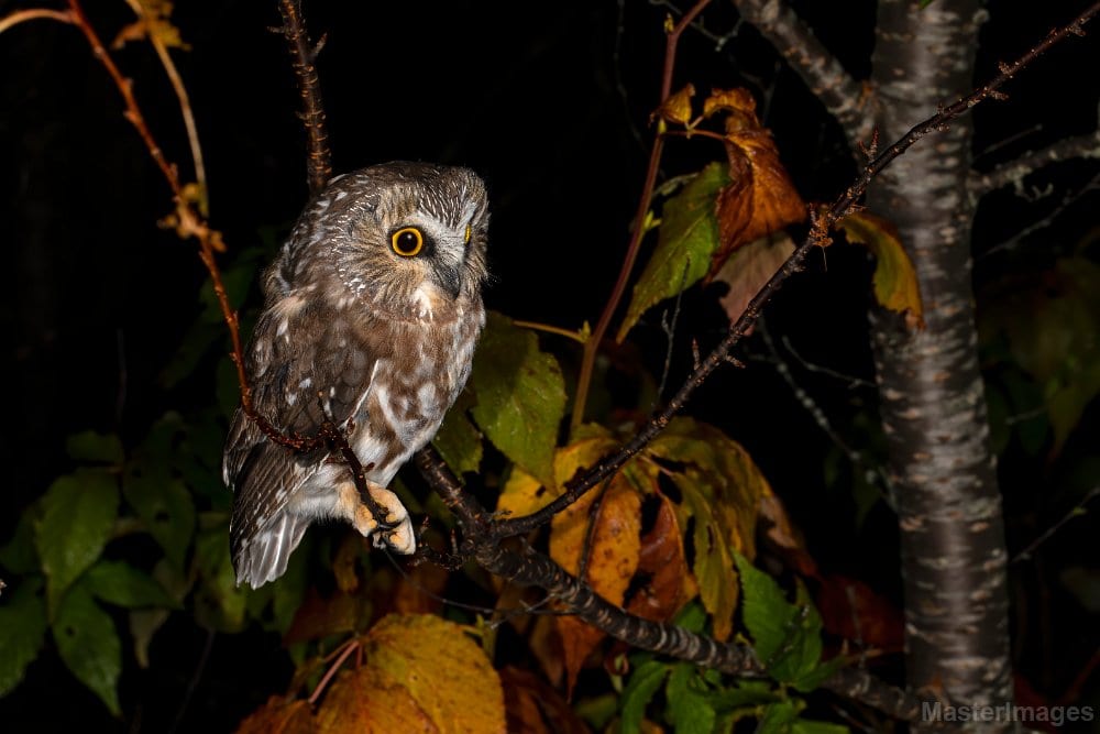 Northern Saw-whet owl from banding session Oct. 8.