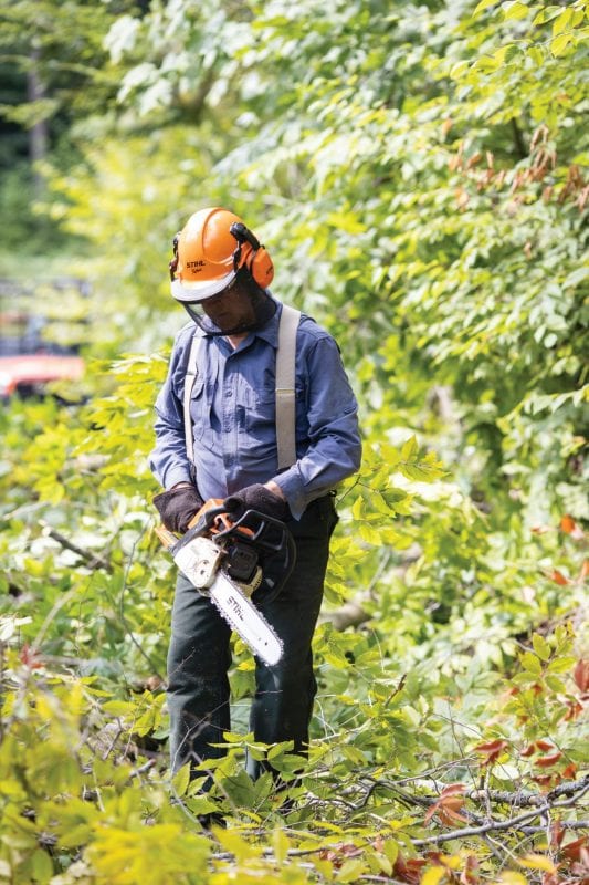 cutting trees