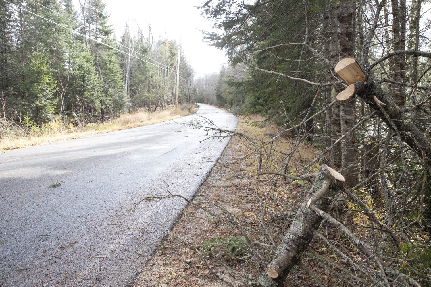 High winds downed trees, like this one on Adirondack Loj Road near Lake Placid, all over the Adirondacks during the Halloween storm. Photo by Mike Lynch