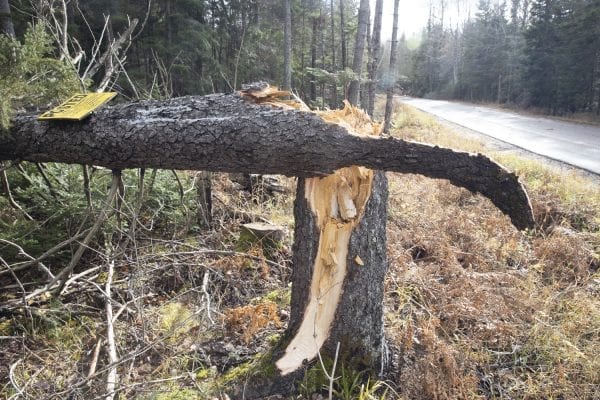 High winds downed trees, like this one on Adirondack Loj Road near Lake Placid, all over the Adirondacks during the Halloween storm. Photo by Mike Lynch