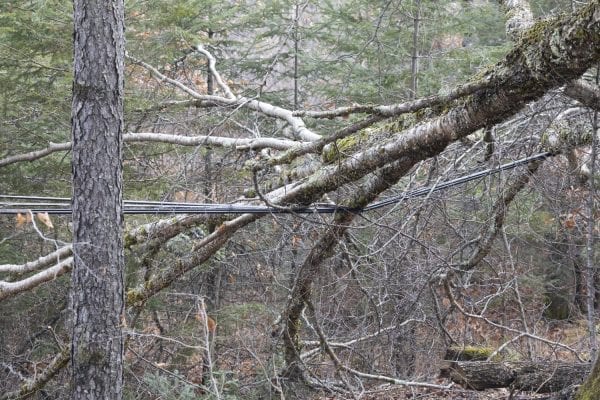 High winds downed trees, like this one on Adirondack Loj Road near Lake Placid, all over the Adirondacks during the Halloween storm. Photo by Mike Lynch