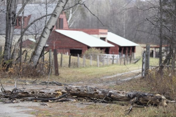 High winds downed trees, like this one on Adirondack Loj Road near Lake Placid, all over the Adirondacks during the Halloween storm. Photo by Mike Lynch