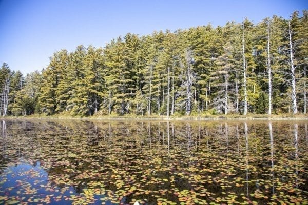 Wolf Pond in the Five Ponds WIlderness. Photo by Mike Lynch
