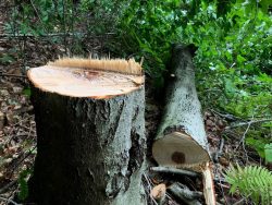beech tree