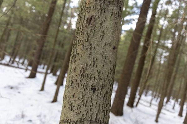 Beech-bark disease afflicted tree. Photo by Mike Lynch