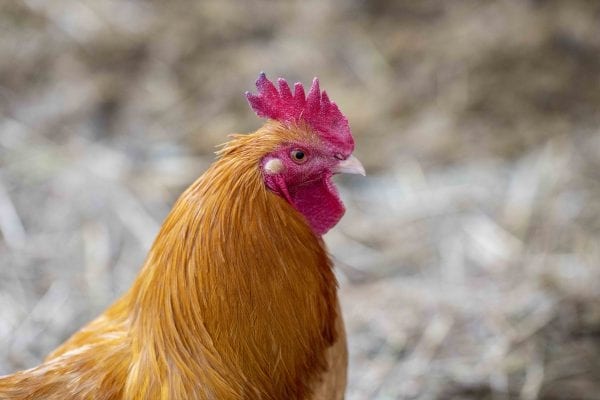 A rooster at the Reber Rock Farm. Photo by Mike Lynch