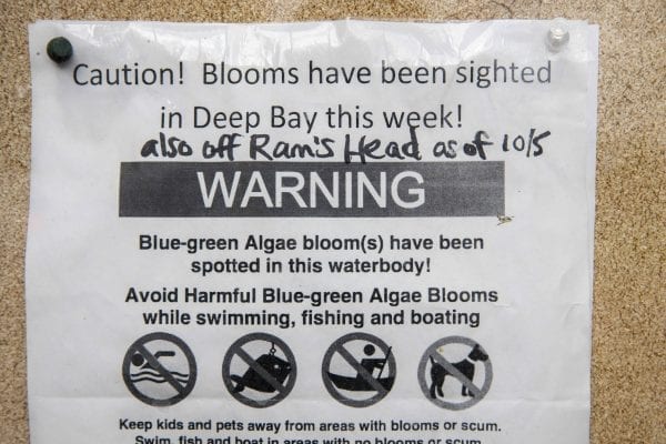 algal bloom sign